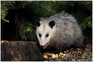 Australie. Quand une araignée géante dévore un opossum